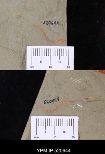 undet. Ichnofossil