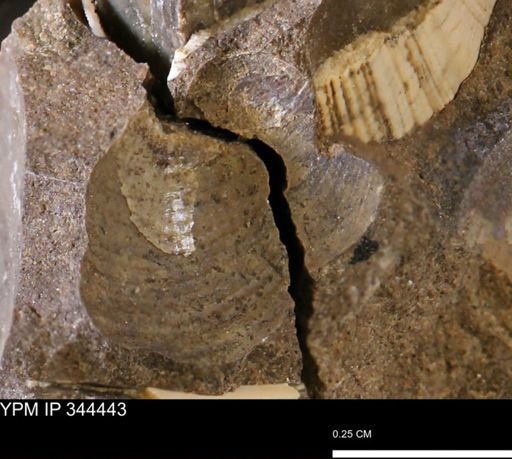 undet. Bivalvia