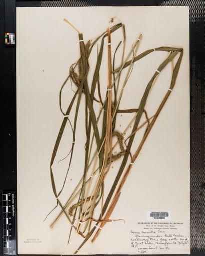 Carex crinita