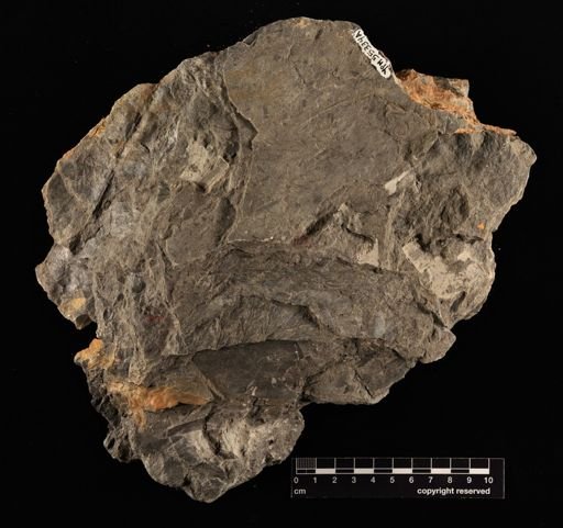 Sphenopteris sp.