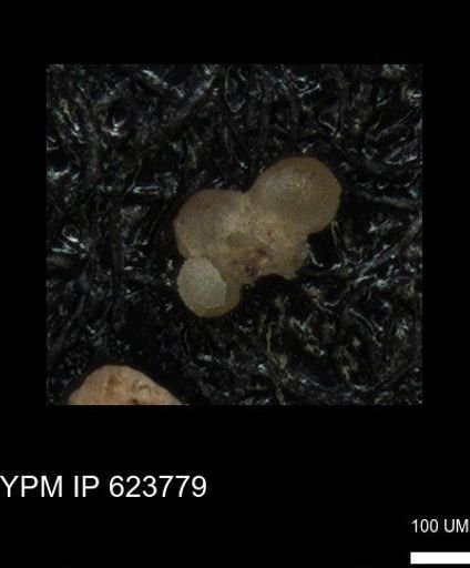 undet. Foraminiferida