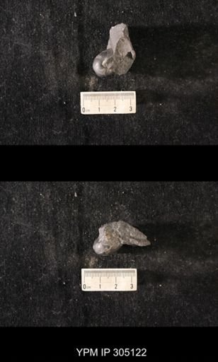Sinuites sp.