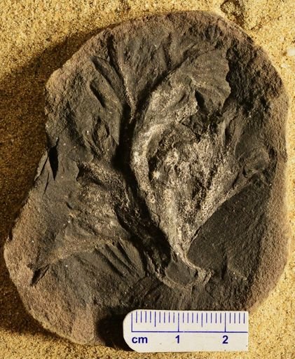 Aphlebia