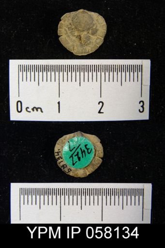 Nucleospira ventricosa