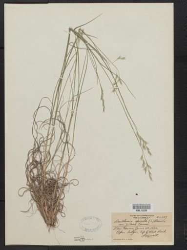 Danthonia spicata