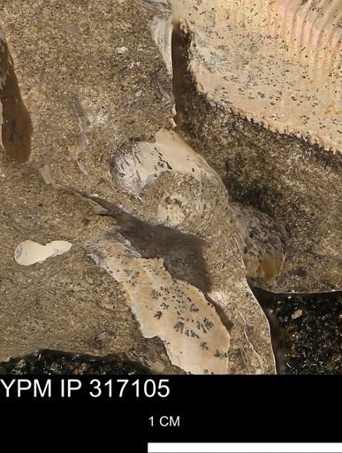undet. Bivalvia