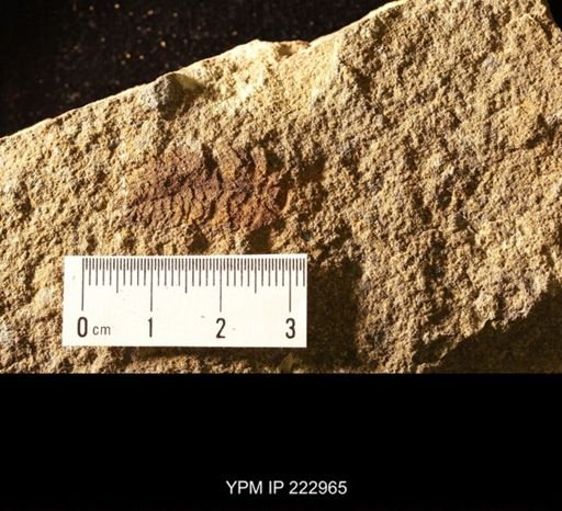 Plumulites sp.