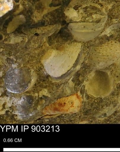 undet. Mollusca
