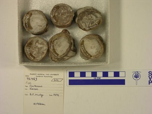 undet. Ichthyodectidae