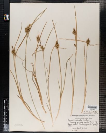 Carex viridula