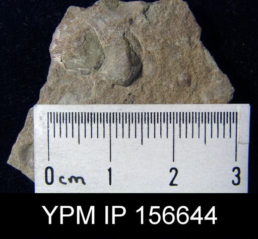 Catazyga headi anticostiensis