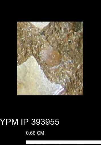 undet. Mollusca