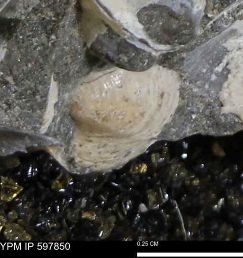 Limopsis striatopunctatus