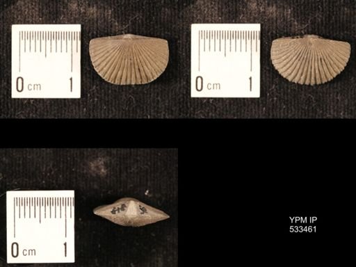 Plectorthis jamesi
