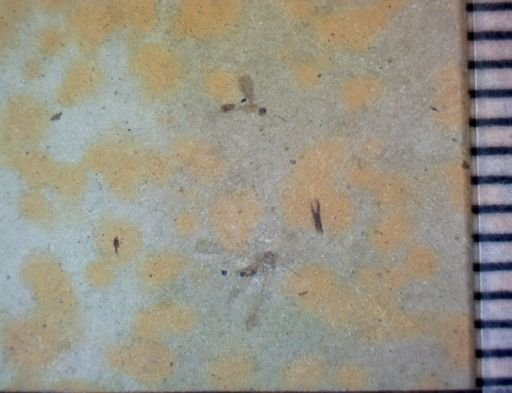 Hemiptera?