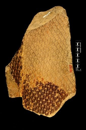 Lepidodendron sp.