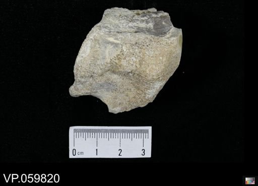 undet. Mosasauridae