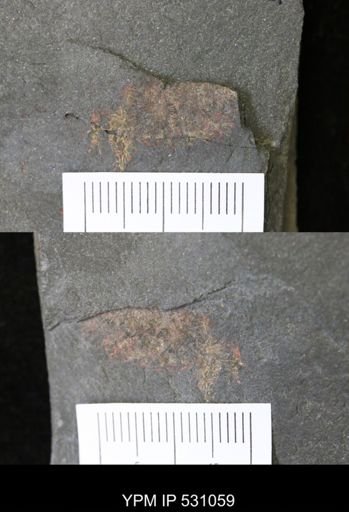 Leanchoiliidae?