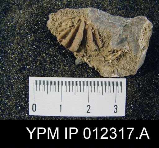 Spiriferina laxa