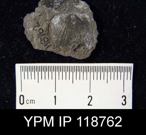 Atrypa reticularis