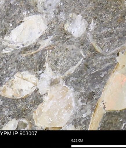undet. Mollusca
