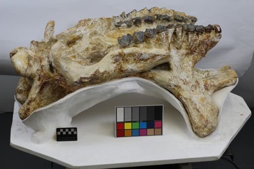Menodus giganteus