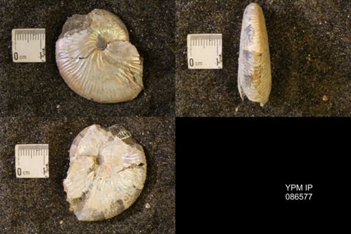 Hoploscaphites birkelundi