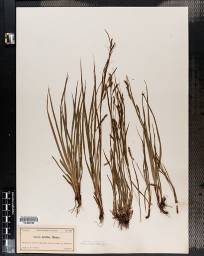Carex debilis