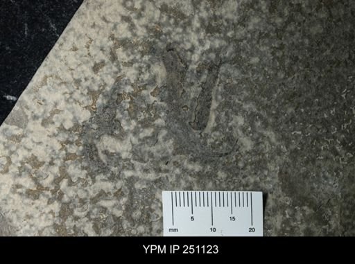 Cooksonia sp.