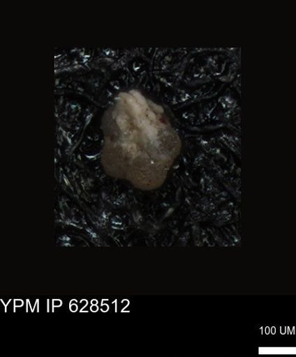undet. Foraminiferida