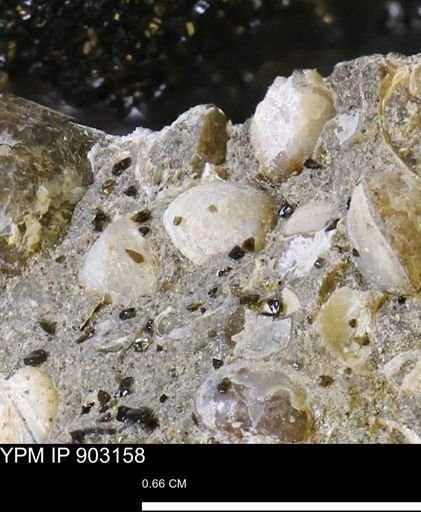 Corbulamella?