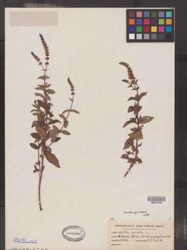 Mentha spicata
