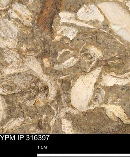 undet. Mollusca