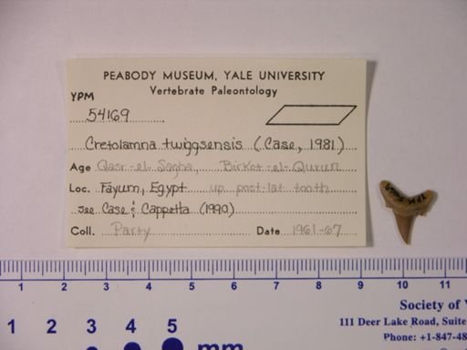 Cretolamna twiggsensis