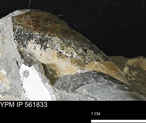 Pseudoptera sp.