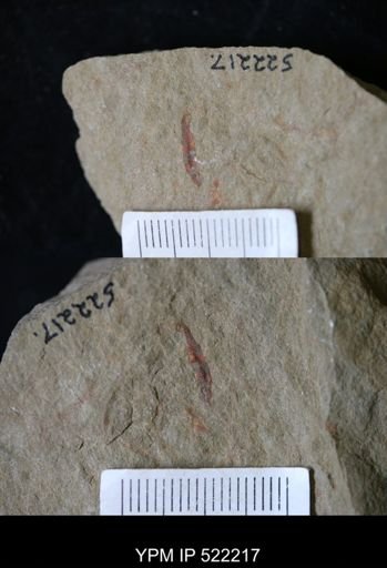 undet. Annelida