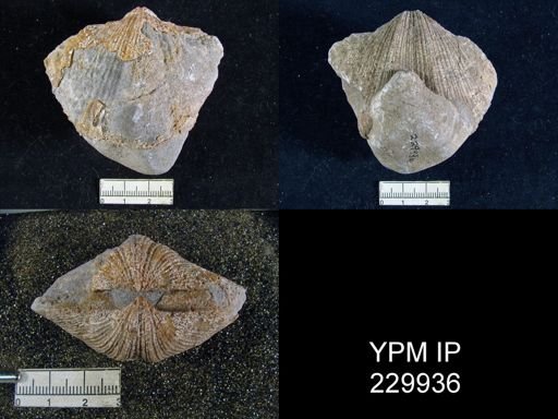 Neospirifer cameratus