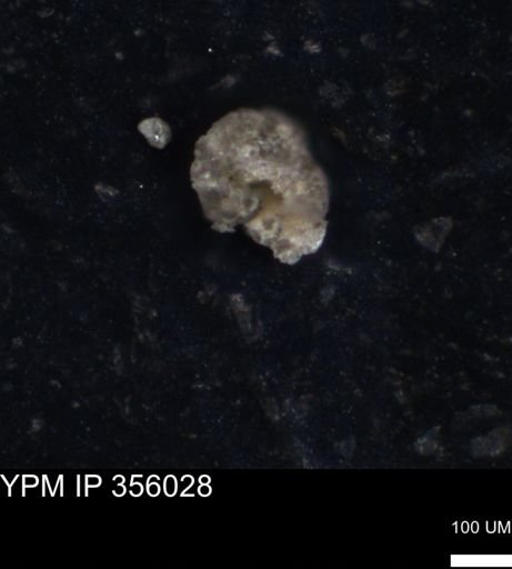 undet. Foraminiferida