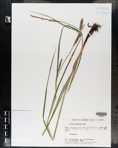 Carex laeviconica