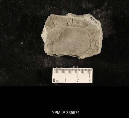Linoproductus sp.
