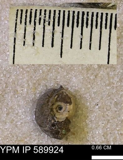 undet. Scaphitidae