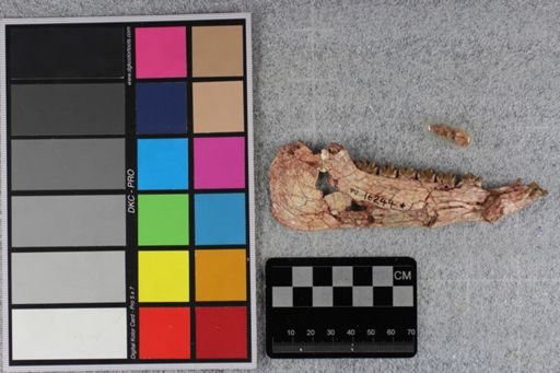 Mesohippus viejensis
