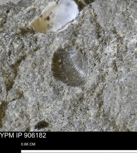 Limopsis striatopunctatus