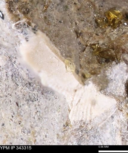 undet. Bivalvia