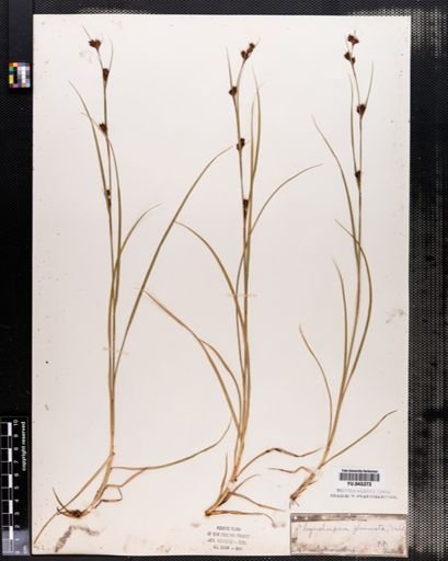 Rhynchospora capitellata