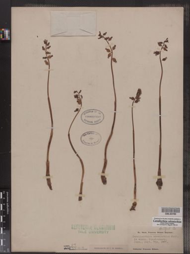 Corallorhiza odontorhiza