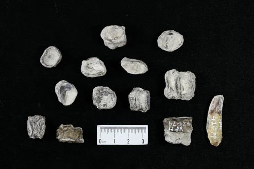 undet. Actinopterygii