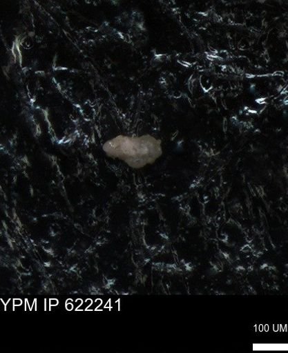 undet. Foraminiferida