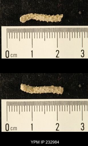 Archaeocidaris sp.