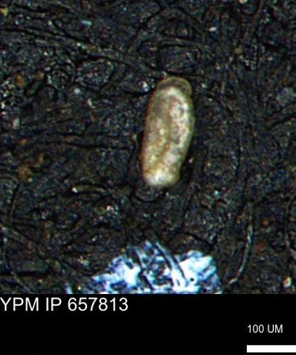 Miliammina cf. sproulei